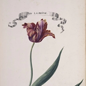 Tulip cultivar, tulip