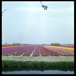 Tulip Fields 1960S