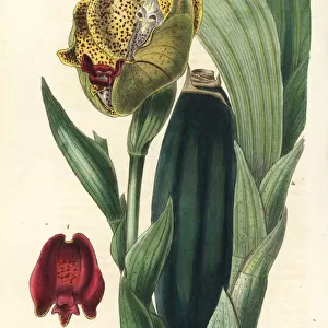 Tulip orchid, Anguloa ruckeri