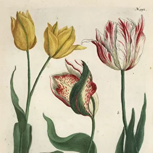 Tulip varieties, Tulipa gesneriana