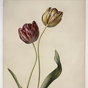 Tulipa gesneriana, tulip