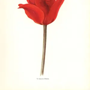 Tulipa greigii