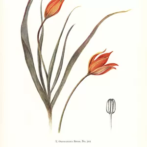 Tulipa orphanidea No. 702