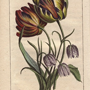 Tulips and fritillaries, Tulipa and Fritillaria