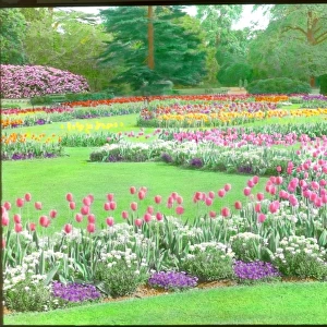 Tulips at Kew Gardens