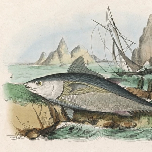 Tuna Fish / Fries / 1838