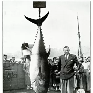 Tunny caught bys G Bassett, September 1937