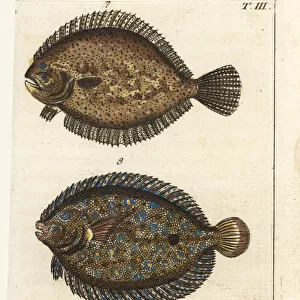 Turbot, peacock flounder, and kite