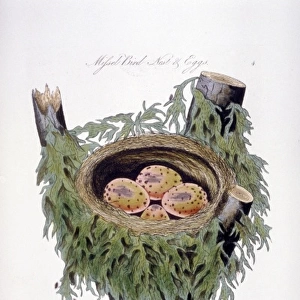 Turdrus viscivorus, mistle thrush nest and eggs