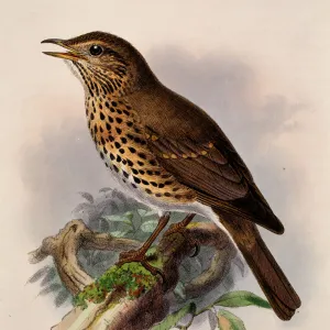 Turdus philomelos, song thrush