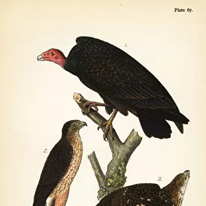 Turkey vulture and Coopers hawk