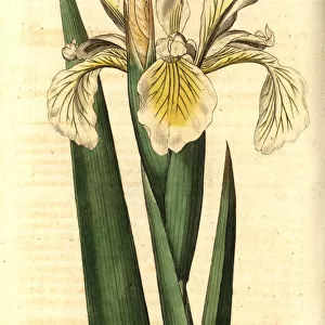 Turkish iris, Iris orientalis
