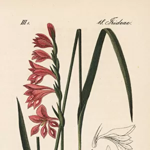 Turkish marsh gladiolus, Gladiolus imbricatus
