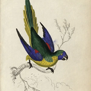 Turquoise parrot, Neophema pulchella