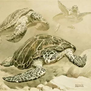 Three turtles swimming underwater