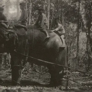 Tuskless Elephant trained in Myanmar