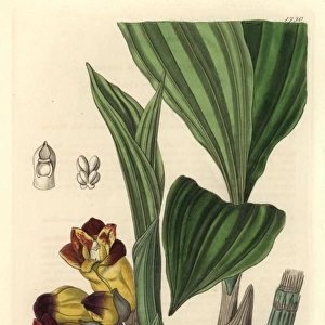 Two-coloured barrel-orchis, Acanthophippium bicolor