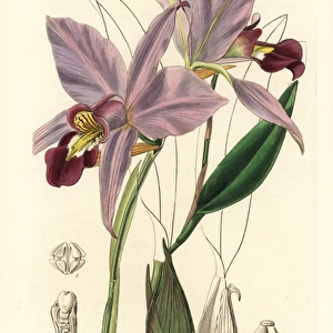 Two-edged laelia orchid, Laelia anceps