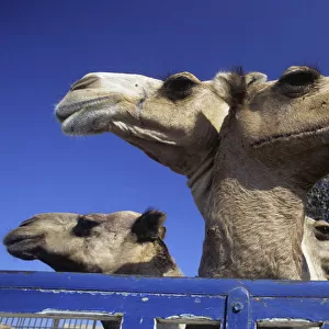 Two-headed camel? Birqash Camel Market near Cairo, Egypt