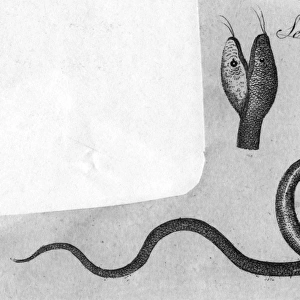 Two-Headed Snake / C. 1770
