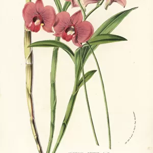 Two-humped dendrobium orchid, Dendrobium bigibbum