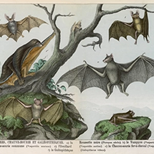 Six types of bat