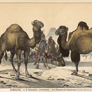 Two types of camel