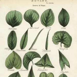 Types of leaves of plants