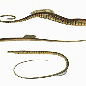 Three types of Pipefish and a Seahorse