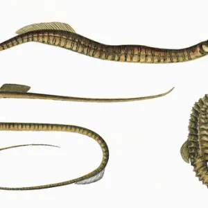 Three types of Pipefish and a Seahorse