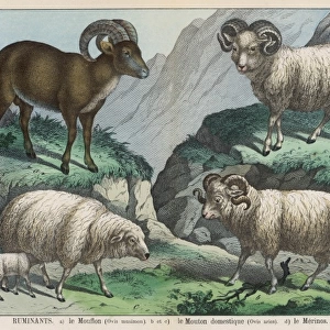 Three types of sheep