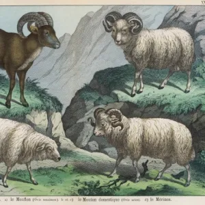 Three types of sheep