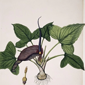 Typhonium roxburghii