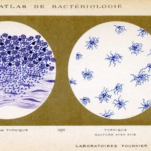 TYPHUS BACILLUS