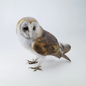 Tyto alba, barn owl