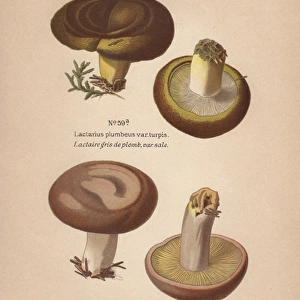 Ugly milk-cap Lactarius turpis and poisonous