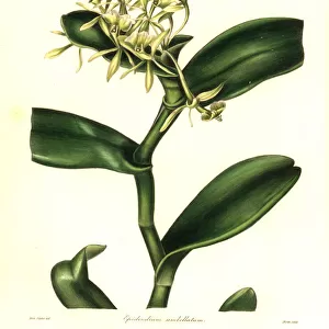 Umbellated epidendrum orchid, Epidendrum umbellatum