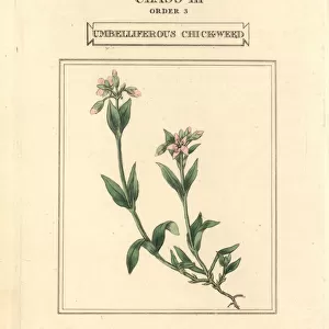 Umbelliferous chickweed, Holosteum umbellatum