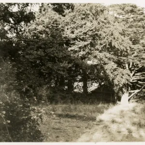 Undated photograph of wooded areas around Borley Rectory