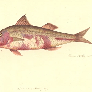 Upeneichthys lineatus, blue-lined goatfish