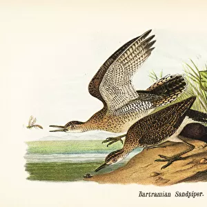 Upland sandpiper, Bartramia longicauda