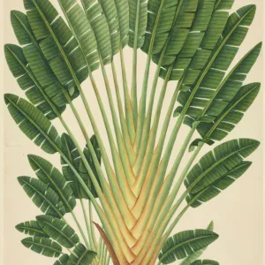 Urania speciosa; Palm