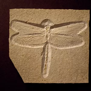 Urogomphus eximus, fossil dragonfly