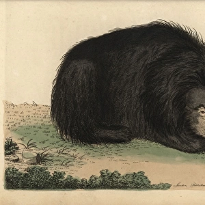 Ursiform sloth, ursine bradypus or sloth bear