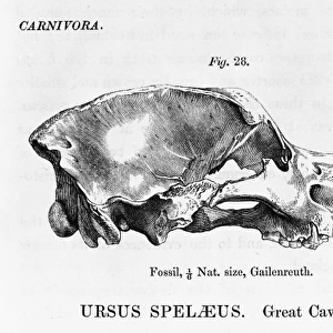 Ursus speleaus, great cave bear