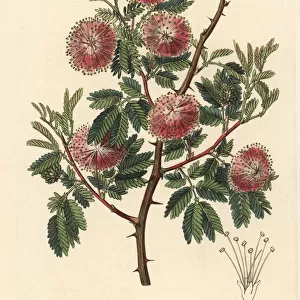 Uruguay mimosa, Mimosa uruguensis