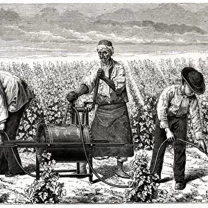 Using Riley spray on greenfly in a vineyard, Algeria 1885