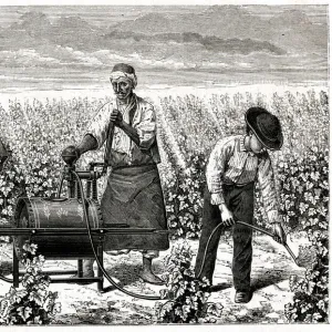 Using Riley spray on greenfly in a vineyard, Algeria 1885