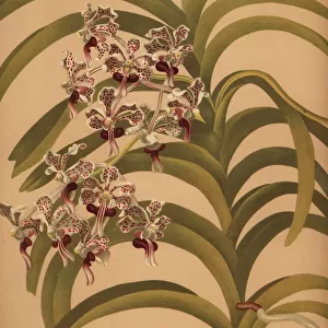 Vanda tricolor var. suavis orchid