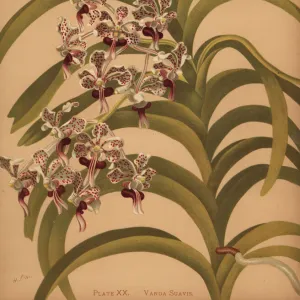 Vanda tricolor var. suavis orchid